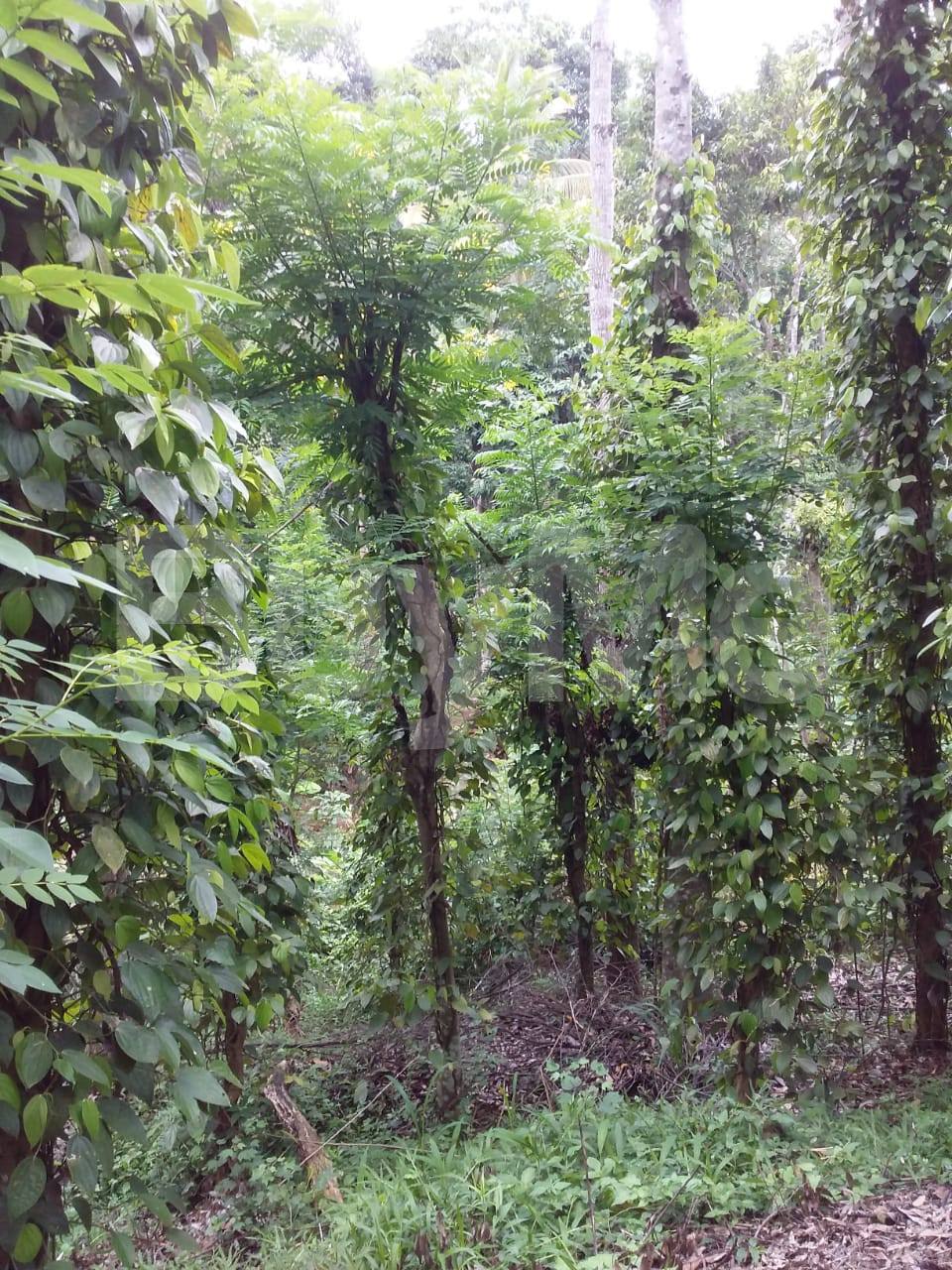 ඉහල ආදායම් ලබන පර්.89 ක ගම්මිරිස් ඉඩමක් ඉක්මණින් විකිණීමට