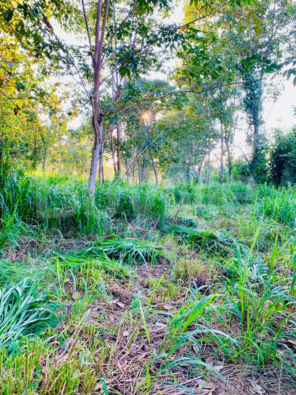 1 ACRE LAND FOR SALE IN BUTTALA