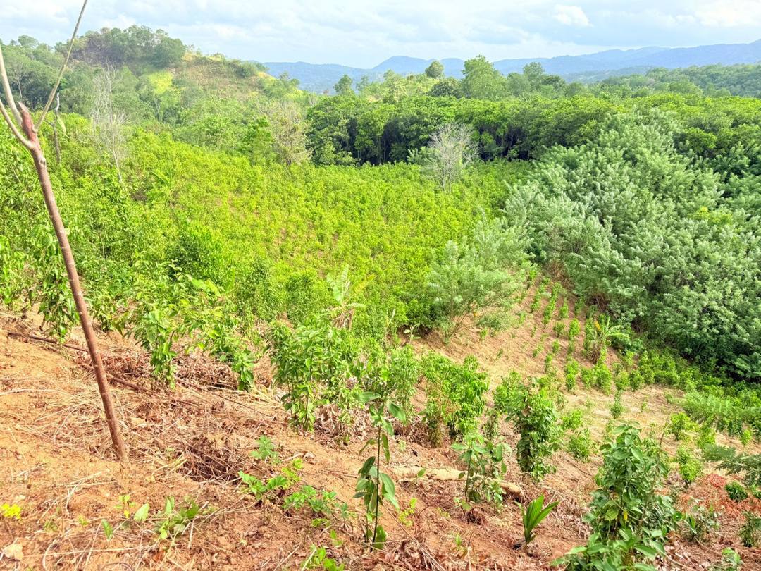 7-ACRE LAND FOR SALE IN EMBILIPITIYA