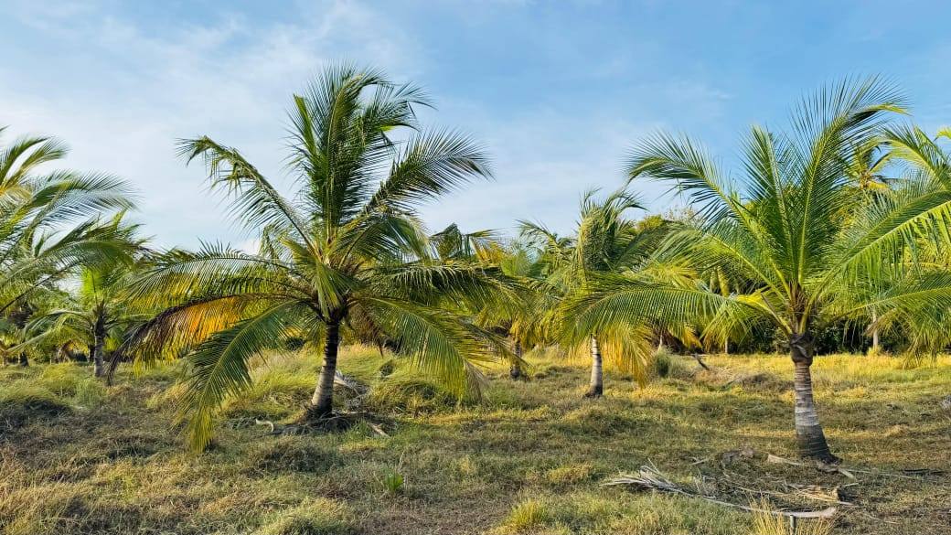 COCONUT LAND FOR SALE IN CHILAW