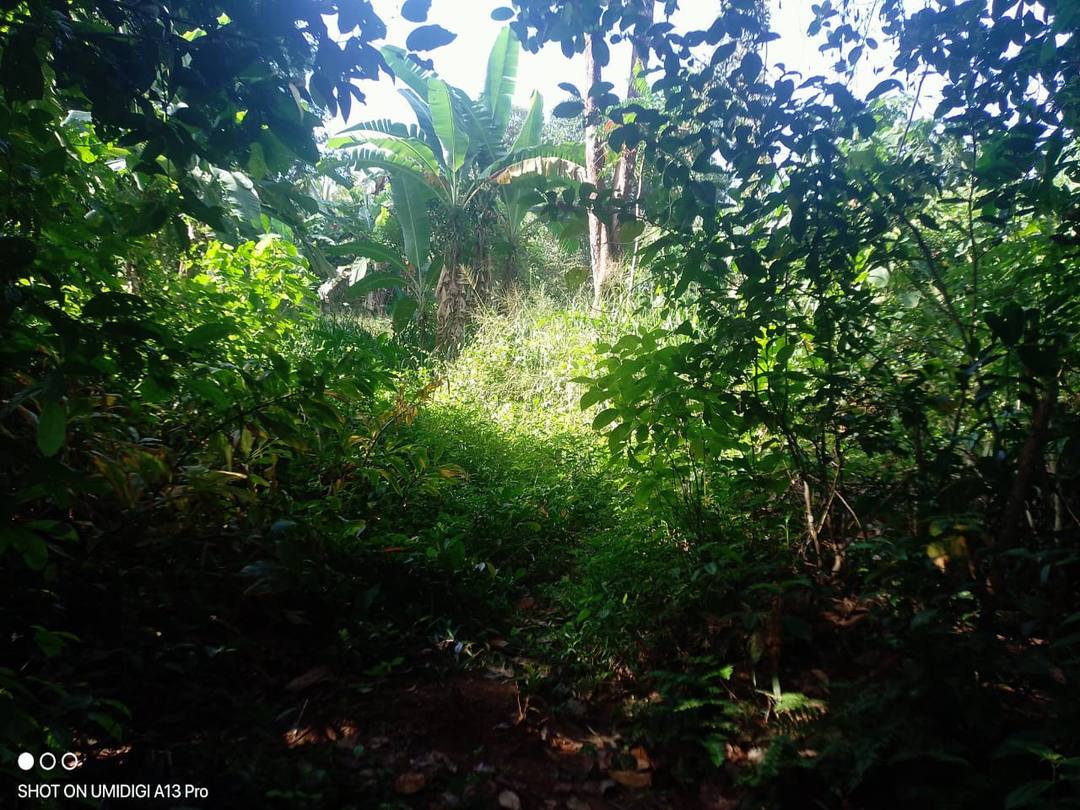 LAND FOR SALE IN THOLANGAMUWA, WARAKAPOLA