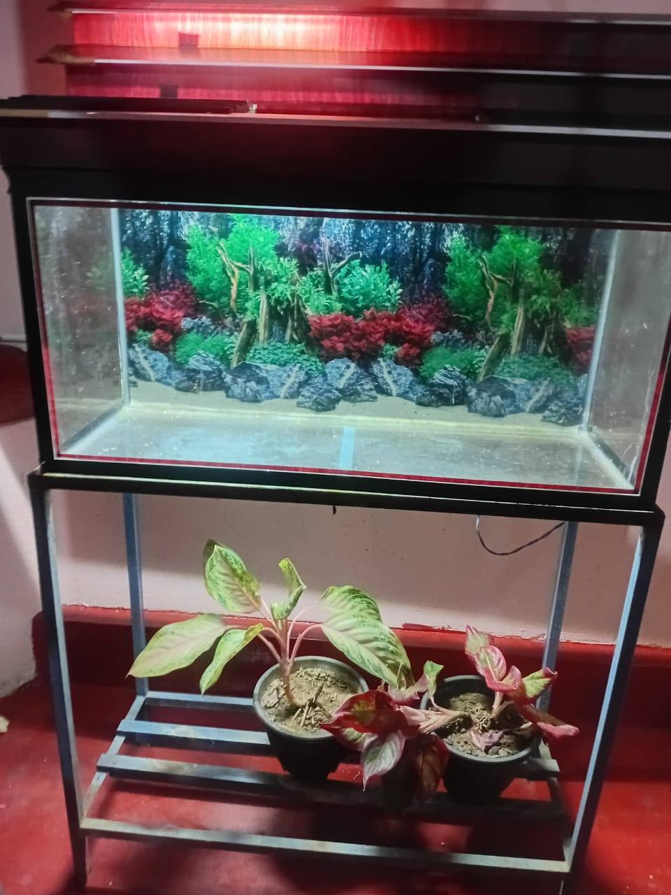 FISH TANK FOR SALE – COMPLETE SETUP!