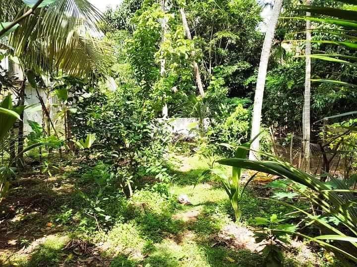 LAND FOR SALE IN KALAMULLA KALUTARA