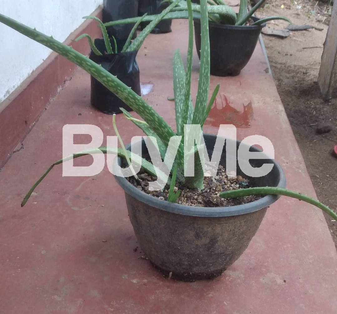 ALO-VERA (SMALL PLANTS) FOR SALE IN KURUNEGALA